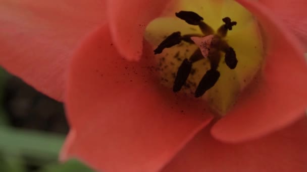 Red Orange Flower Black Stamen — Stok video
