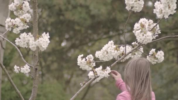 Vrouw Plukt Kersenbloesem Uit Boom — Stockvideo