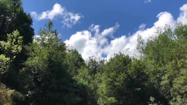 Wolken Boven Bosbomen — Stockvideo