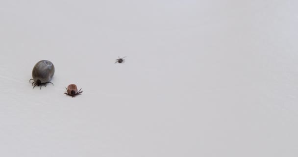 Three Disgusting Ticks Seen Macro Shot White Isolated Background — Stok video