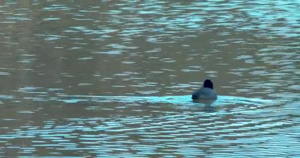 Camera Black Coot Swimming Lake — Stock video