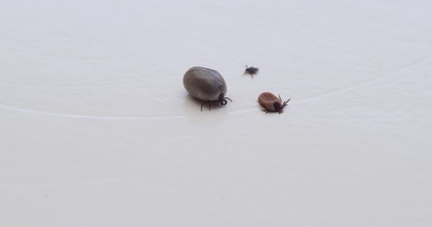 Three Tick Parasites Next Each Other Small Middle Large Sized — Vídeos de Stock