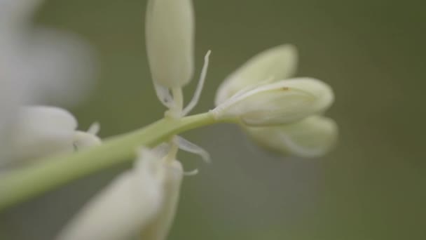 White Bluebell Flower Macro — Wideo stockowe