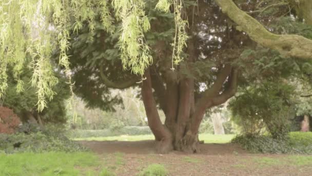 Relaxing Landscape Willow Tree — Video Stock