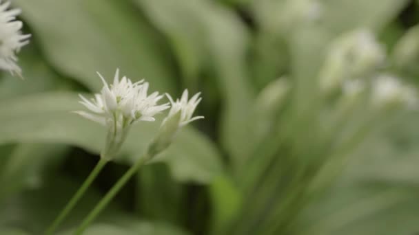 Ramsons Λουλούδια Άγρια Σκόρδα Καλλιέργεια — Αρχείο Βίντεο