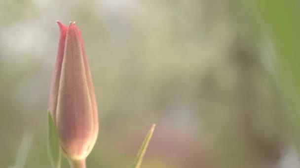 Red Tulip Breeze — Video Stock