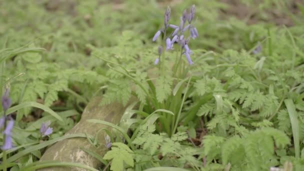 Bluebell Flowers Growing Woodland — стоковое видео