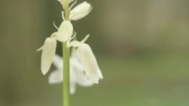White Bluebell Flowers Growing Woodland — Stock video