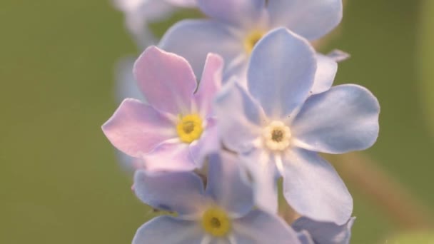 Vergeet Niet Kleine Blauwe Bloemen — Stockvideo