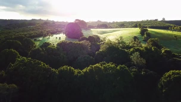 Drone Flying Beautiful Green Woods Revealing Lush Grassy Meadow Sunrise — Stockvideo