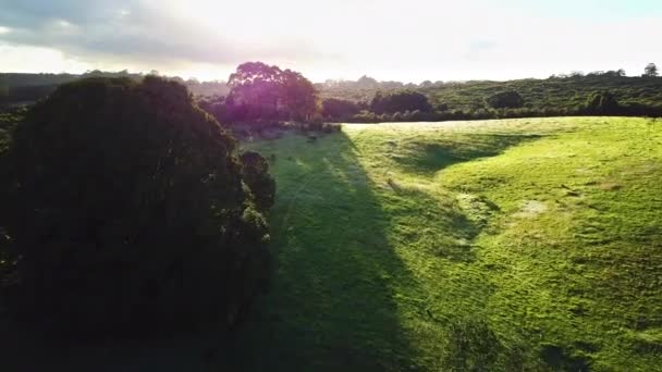 Drone Flying Lush Green Paddock Large Tree Middle Sunrise Background — Stockvideo