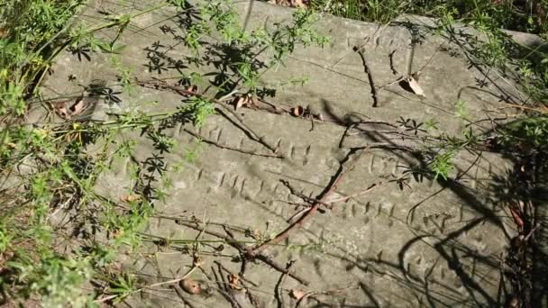 Beautifully Carved Jewish Gravestones Hebrew Inscriptions Jewish Cemetery Zdunska Wola — Vídeo de stock