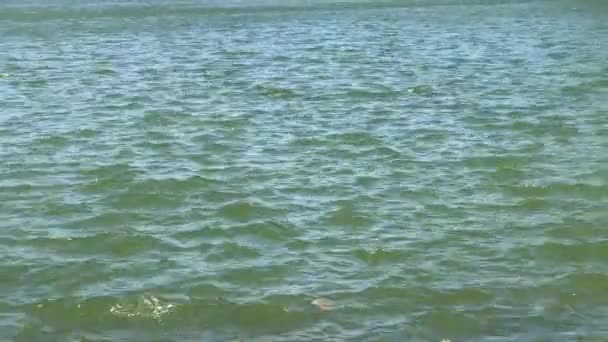 Full Frame Wide Locked Shot Lake Lagoon Water Surface Rippled — Wideo stockowe