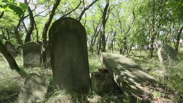 Beautifully Carved Jewish Gravestones Hebrew Inscriptions Jewish Cemetery Zdunska Wola — Vídeo de stock