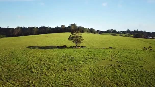 Drone Πετούν Προς Εμπρός Ενώ Επικεντρώθηκε Ενιαίο Μεγάλο Δέντρο Αγελάδες — Αρχείο Βίντεο