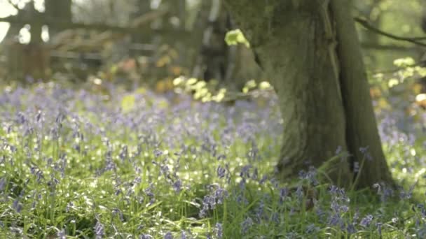 Λουλούδια Bluebell Αναπτύσσονται Στο Δάσος Την Άνοιξη — Αρχείο Βίντεο