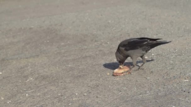 Jackdaw Bird Finds Snack Road — Video Stock