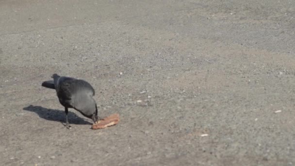 Jackdaw Bird Finds Snack Road — 图库视频影像