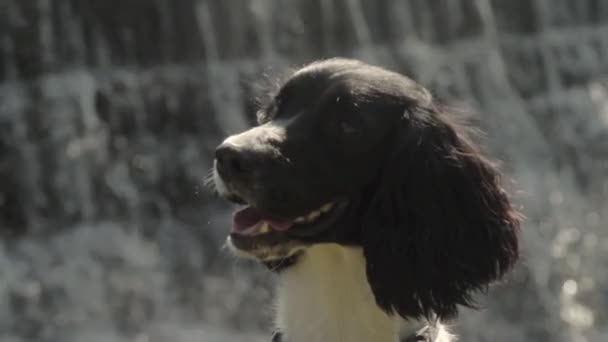 English Springer Spaniel Waterfall — Videoclip de stoc