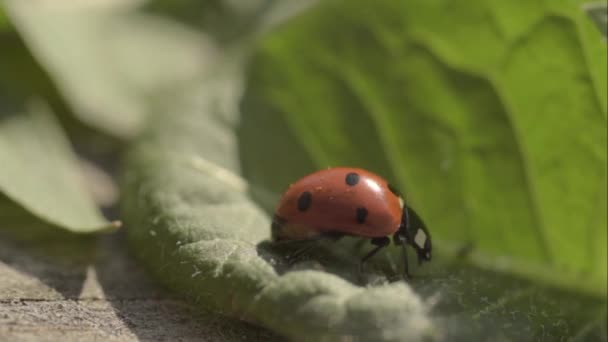 Ladybird Βρίσκει Καταφύγιο Από Αεράκι Ένα Φύλλο — Αρχείο Βίντεο