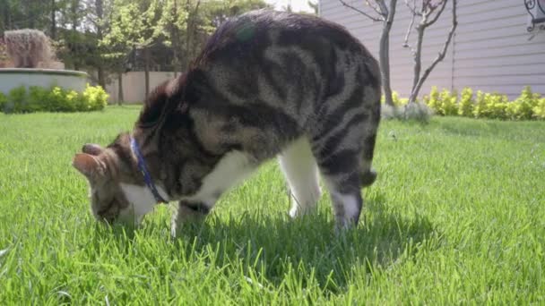 One Front Leg Amputated Cat Sniffing Grasses Garden — Wideo stockowe