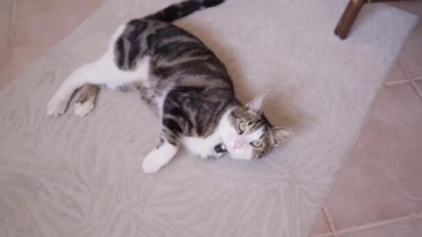 Кошка Тремя Ногами Играет Ковре Доме — стоковое видео