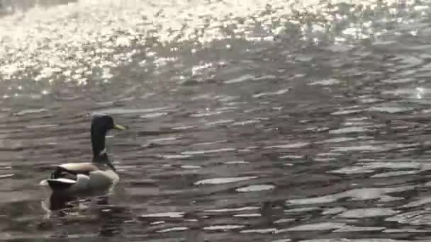Duck Relaxing Close Waterfall — Stockvideo