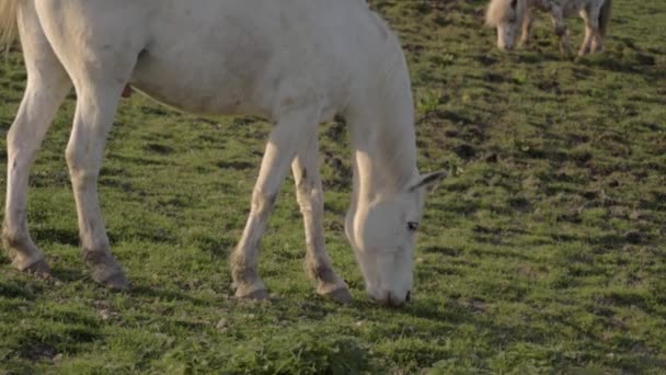 White Horse Small Pony Grazing Field — Stockvideo