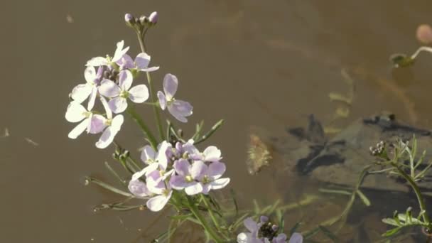 Pretty Pink Flowers Grow Waterside — Αρχείο Βίντεο