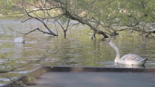 Swans Countryside Park Lake — Stockvideo