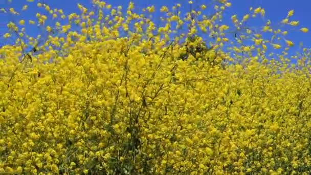 Yellow Wild Flowers Sway Gently Summer Breeze Blue Sky Background — Vídeos de Stock