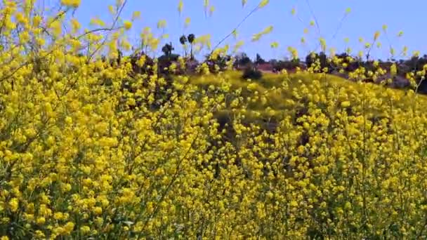 1080Hd 24P Yellow Wild Flowers Sway Gently Summer Breeze Blue — Vídeos de Stock