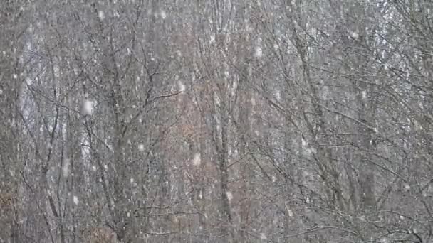 Nieva Sobre Ramas Árboles Tiempo Frío Cerca Las Vacaciones — Vídeo de stock