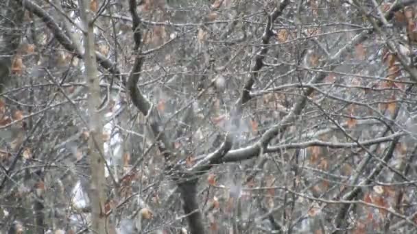 木の枝に雪が降って 寒い休日に近い — ストック動画