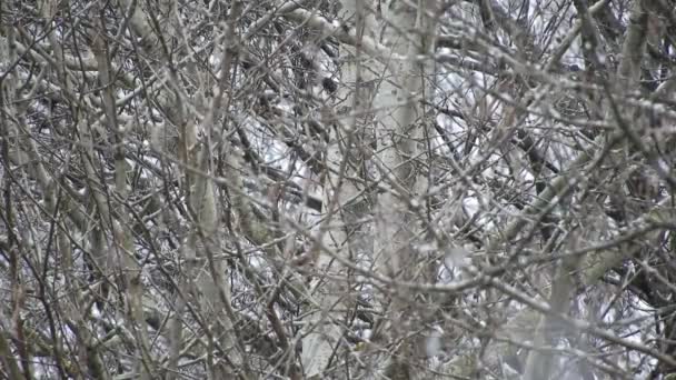 Nevando Sobre Galhos Árvores Tempo Frio Perto Dos Feriados — Vídeo de Stock