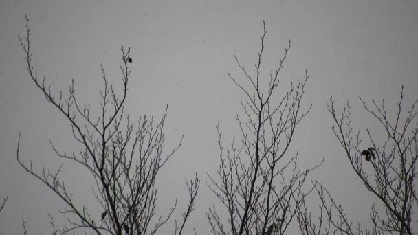 Neige Sur Les Branches Des Arbres Temps Froid Proche Des — Video