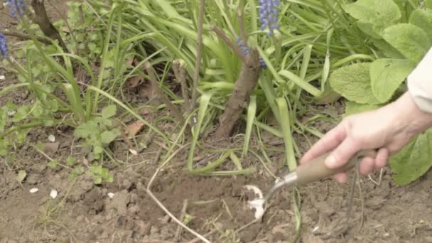 手フォークで土を回す庭師 — ストック動画