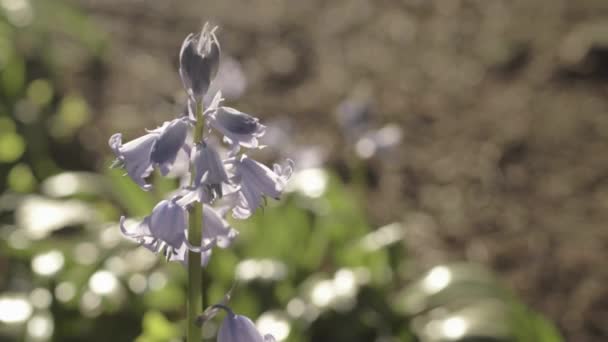 Pale Bluebell Flowers Growing Woodland Springtime – stockvideo