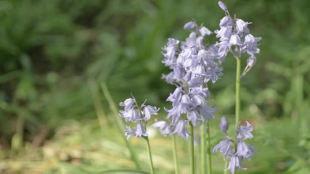 Pale Bluebell Flowers Growing Woodland Springtime — 图库视频影像