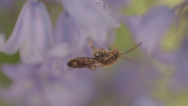 Mosquito Insect Flying Bluebell Flowers England — Stock video