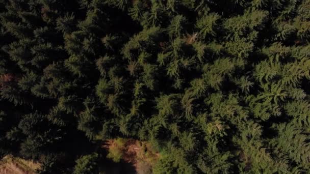 Drone Rising Shot Forest Peak District Bamford Edge Lady Bower — Stock videók