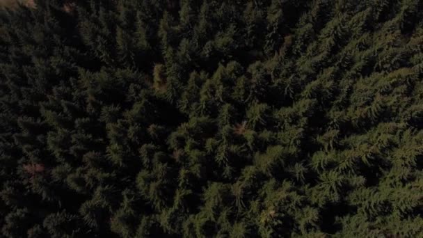 Drone Shot Travelling Backwards Out Forest Revealing Lady Bower Reservoir — Stok video