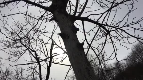 Slowly Movement Camera Catching Sunlight Tree Branches Early Spring Season — 图库视频影像
