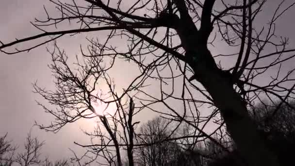 Медленное Движение Камеры Улавливающей Солнечный Свет Между Ветвями Деревьев Ранняя — стоковое видео