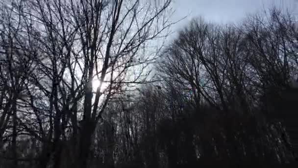 Медленное Движение Камеры Улавливающей Солнечный Свет Между Ветвями Деревьев Ранняя — стоковое видео