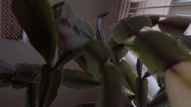 Cactus Plant Office Looking Plant Sealing — Stock video