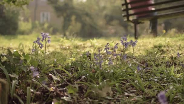 Woman Reading Book Bench Countryside — Wideo stockowe