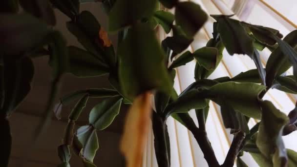 Cactus Plant Office Looking Plant Sealing — Stockvideo