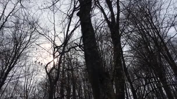 Slowly Movement Camera Catching Sunlight Tree Branches Early Spring Season — Video