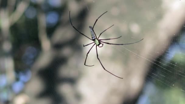 Golden Orb Web Spider Slowly Inspecting Its Main Web Mangrove — Vídeo de Stock